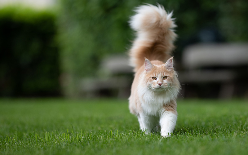 Maine Coon crème courant dans le jardin