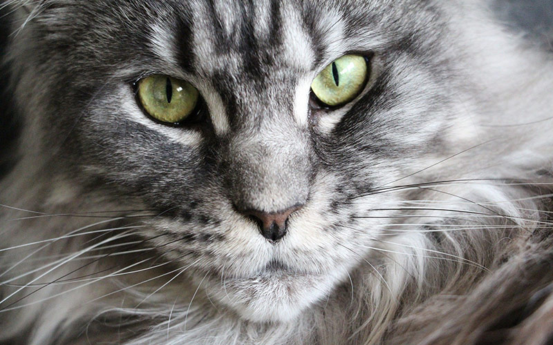 Maine Coon au Salon International du chat d'Ath 2022