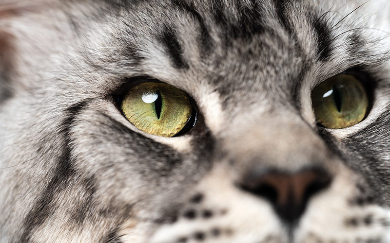 Maine Coon à l'exposition féline de Arlon