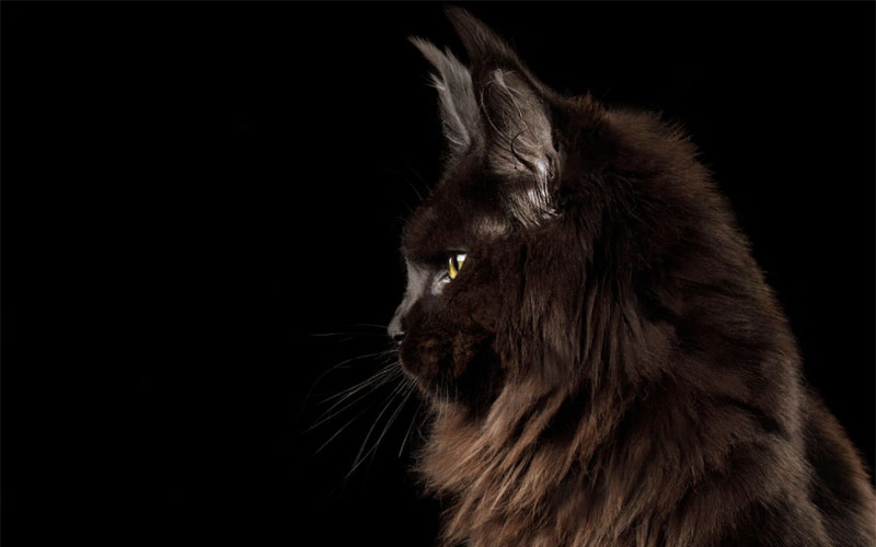 Maine Coon à l'exposition féline internationale de Thuin 2022 - Belgique