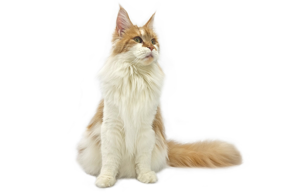 Pinchuk Oda - Maine Coon roux et blanc bicolore femelle - Nikomacoon's Cattery