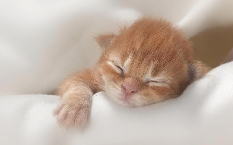 Premier chaton Maine Coon 2022 Premier chaton Maine Coon 2022