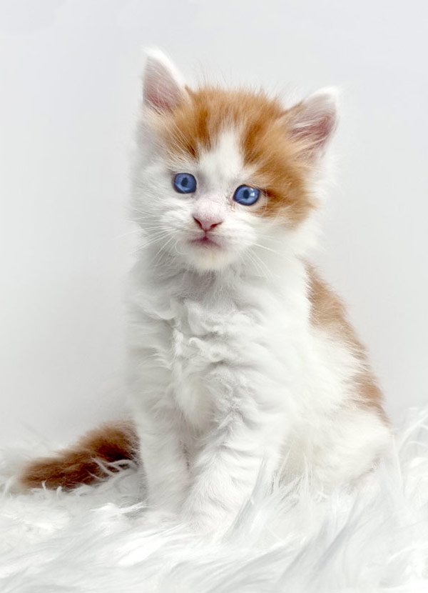 Nikomacoon's Tresor - Chaton Maine Coon roux et blanc (bicolore) mâle 1 mois - Nikomacoon's Cattery