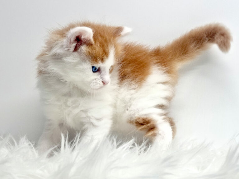 Nikomacoon's Tresor - Chaton Maine Coon roux et blanc (bicolore) mâle 1 mois - Nikomacoon's Cattery