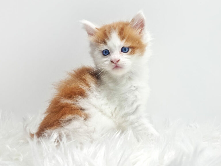 Nikomacoon's Tresor - Chaton Maine Coon roux et blanc (bicolore) mâle 1 mois - Nikomacoon's Cattery