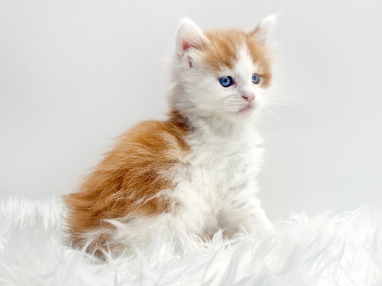 Nikomacoon's Tresor - Chaton Maine Coon roux et blanc (bicolore) mâle 1 mois - Nikomacoon's Cattery