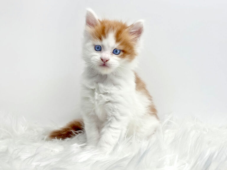 Nikomacoon's Tresor - Chaton Maine Coon roux et blanc (bicolore) mâle 1 mois - Nikomacoon's Cattery