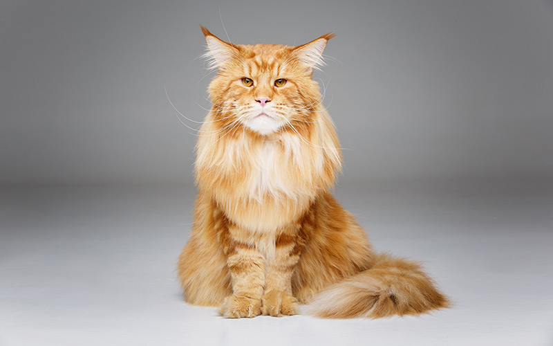 Maine Coon à l'exposition féline de Dôle 2022