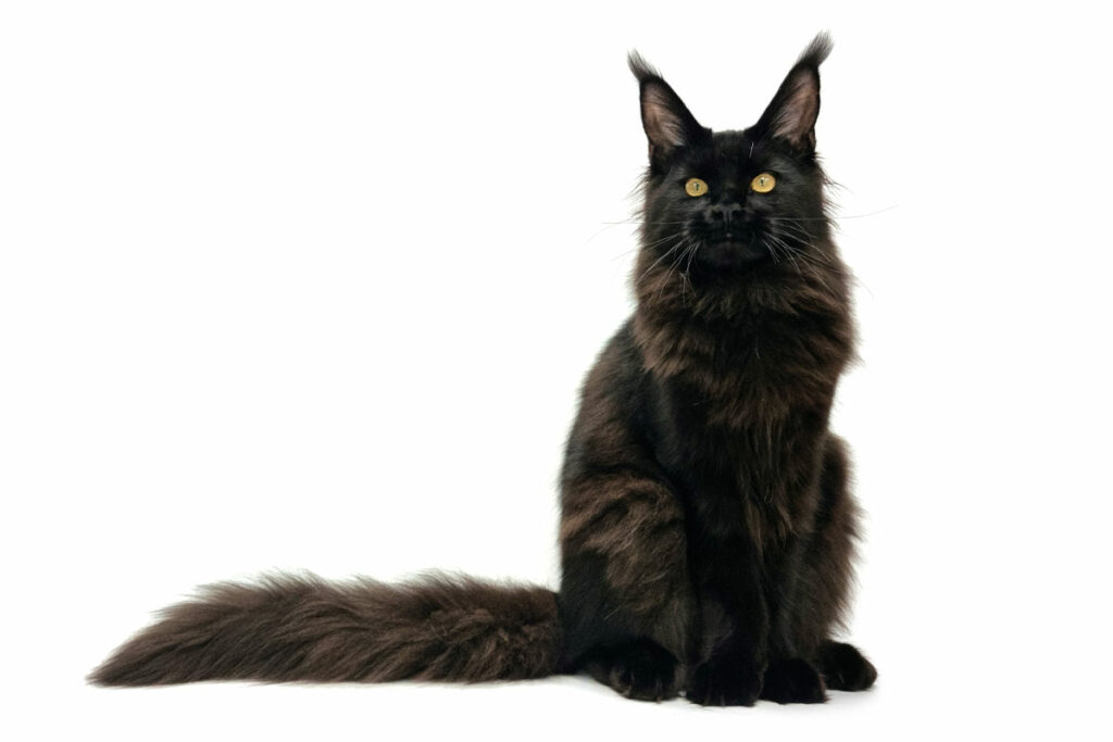 Nikomacoon's Scarlett - Jeune Maine Coon black femelle - Nikomacoon's Cattery