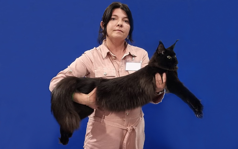 Scarlett à l'exposition féline de Thuin 2022