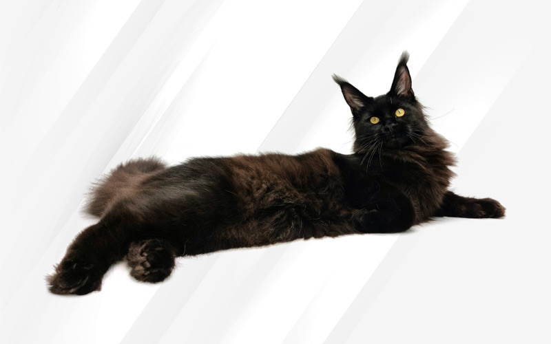 Scarlett, Maine Coon noir, à l'exposition féline de Dôle 2022