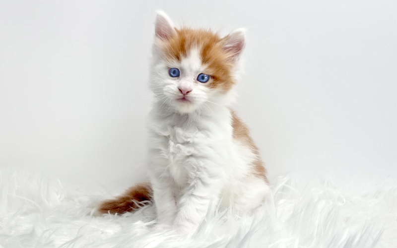 Trésor, premier chaton Maine Coon 2022