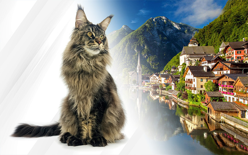 Exposition féline Aspach 2022 - Autriche