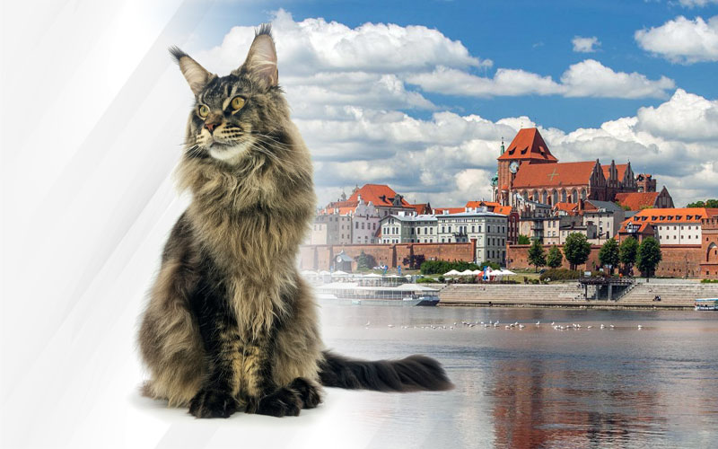 Exposition féline internationale de Torun 2022 - Pologne