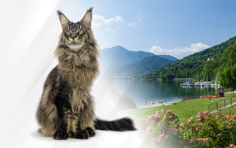 Nikomacoon's à l'expositino féline de Cadonazzo 2022 - Italie