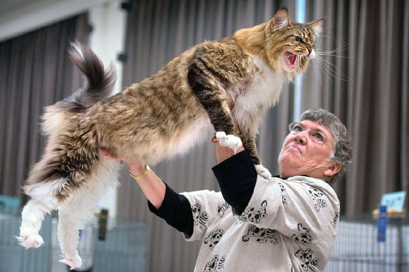 Présentation d'un Maine Coon à une exposition féline