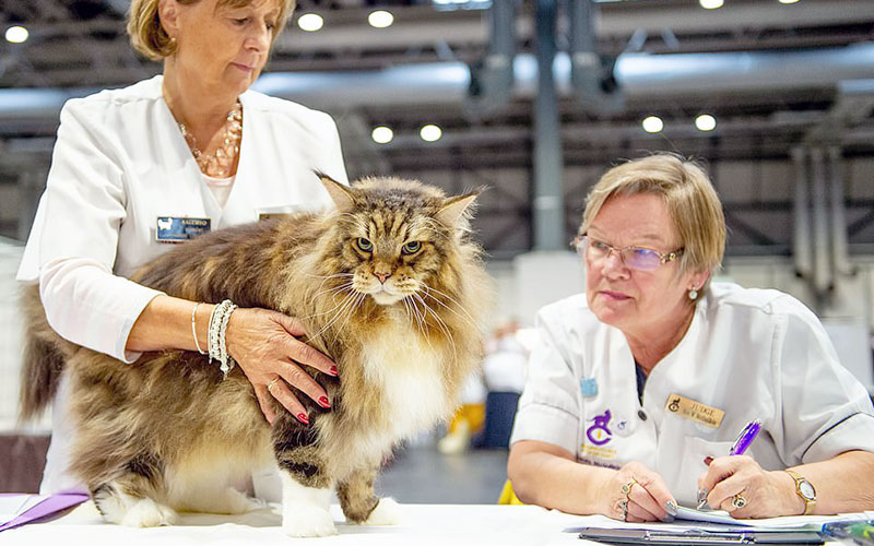 Tout savoir sur les expositions félines Tout savoir sur les expositions félines