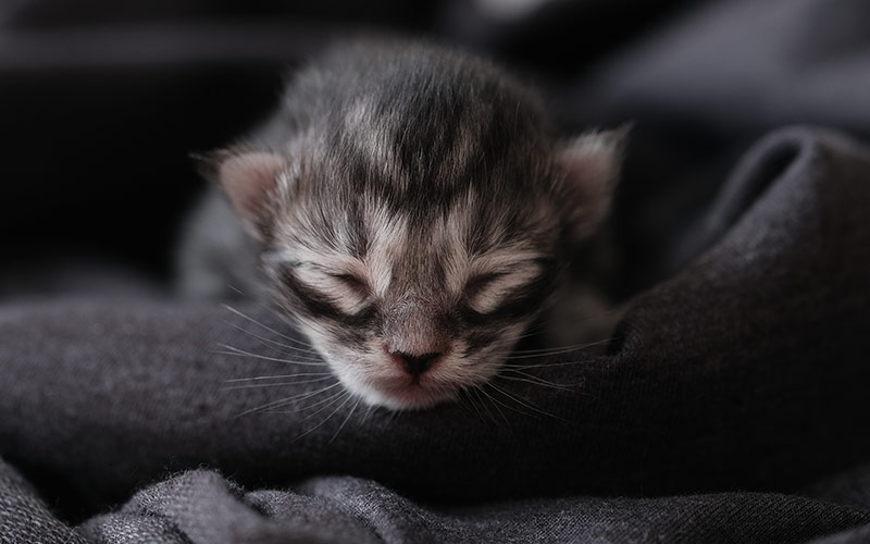 Chatons Maine Coon de la portée Tchaikowsky