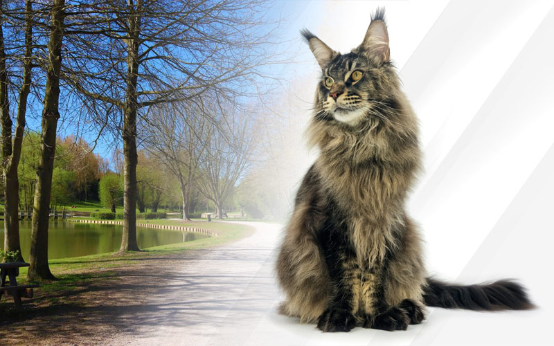 Exposition féline internationale de Divion 2022