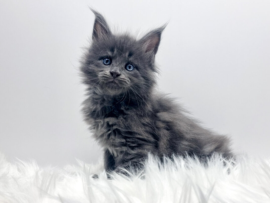 Nikomacoon