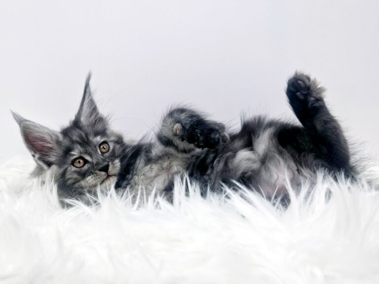 Nikomacoon's Téa - Chaton Maine Coon femelle black smoke 2 mois - Nikomacoon's Cattery