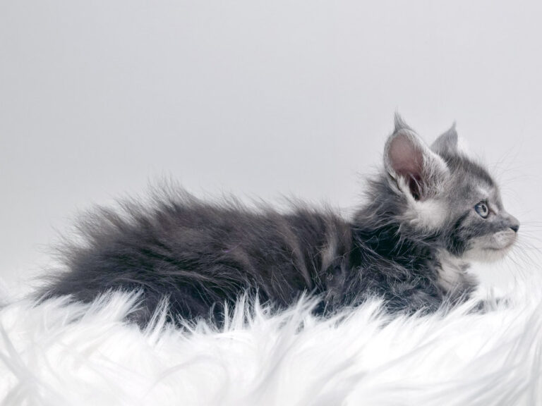 Nikomacoon's Téa - Chaton Maine Coon femelle black smoke 1 mois - Nikomacoon's Cattery