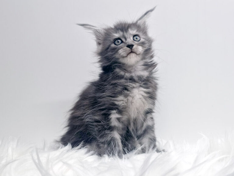 Nikomacoon's Téa - Chaton Maine Coon femelle black smoke 1 mois - Nikomacoon's Cattery