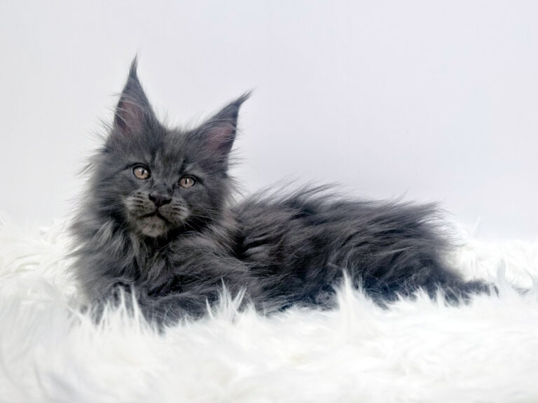 Nikomacoon's Téos - Chaton Maine Coon mâle bleu smoke 2 mois - Nikomacoon's Cattery