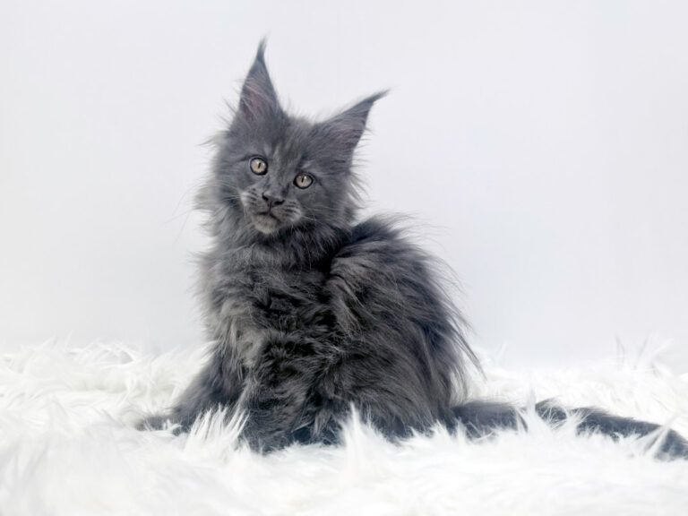 Nikomacoon's Téos - Chaton Maine Coon mâle bleu smoke 2 mois - Nikomacoon's Cattery