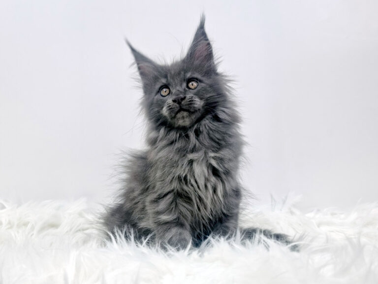 Nikomacoon's Téos - Chaton Maine Coon mâle bleu smoke 2 mois - Nikomacoon's Cattery