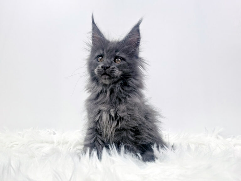 Nikomacoon's Téos - Chaton Maine Coon mâle bleu smoke 2 mois - Nikomacoon's Cattery