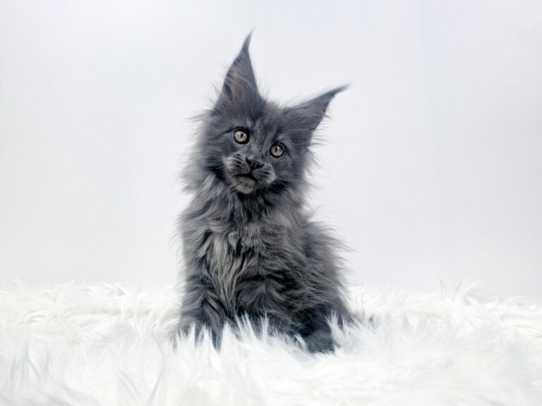 Nikomacoon's Téos - Chaton Maine Coon mâle bleu smoke 2 mois - Nikomacoon's Cattery