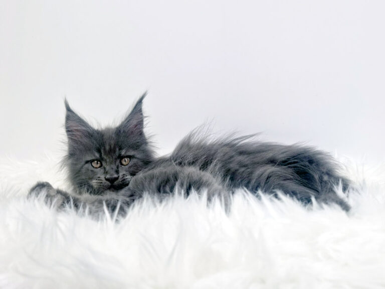 Nikomacoon's Téos - Chaton Maine Coon mâle bleu smoke 2 mois - Nikomacoon's Cattery