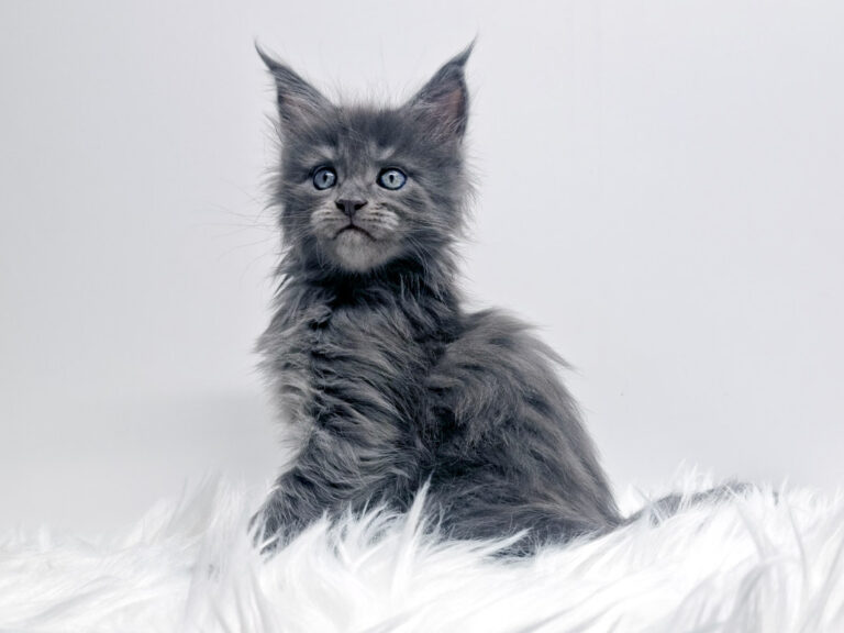 Nikomacoon's Téos - Chaton Maine Coon mâle bleu smoke 1 mois - Nikomacoon's Cattery