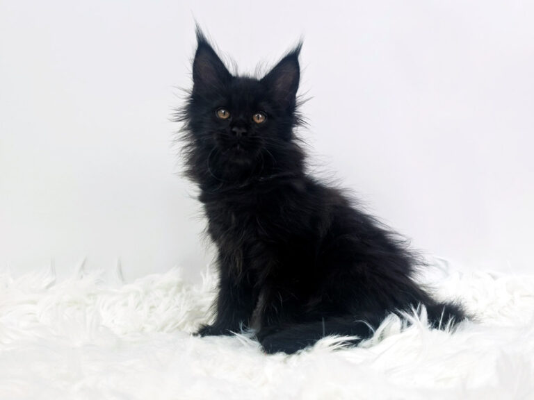 Nikomacoon's Tiberius - Chaton Maine Coon mâle black 2 mois - Nikomacoon's Cattery