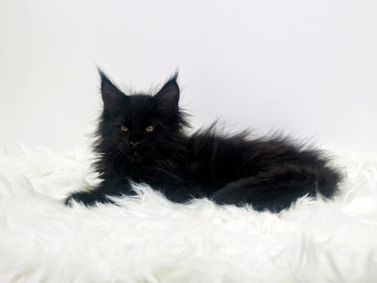 Nikomacoon's Tiberius - Chaton Maine Coon mâle black 2 mois - Nikomacoon's Cattery