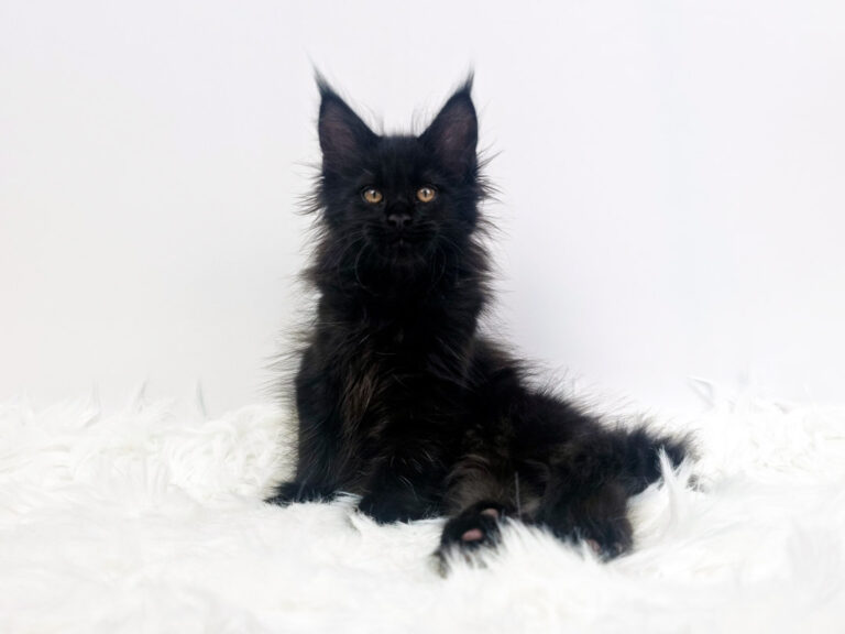 Nikomacoon's Tiberius - Chaton Maine Coon mâle black 2 mois - Nikomacoon's Cattery