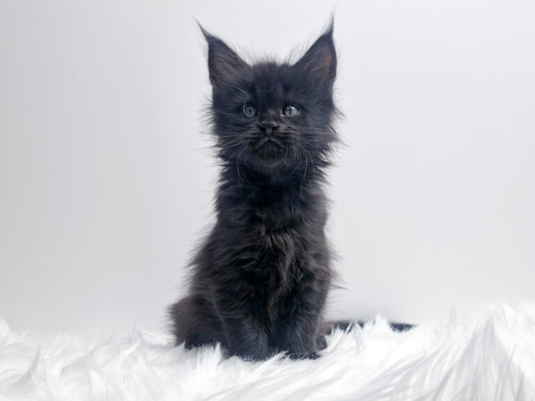 Nikomacoon's Tiberius - Chaton Maine Coon mâle black 1 mois - Nikomacoon's Cattery