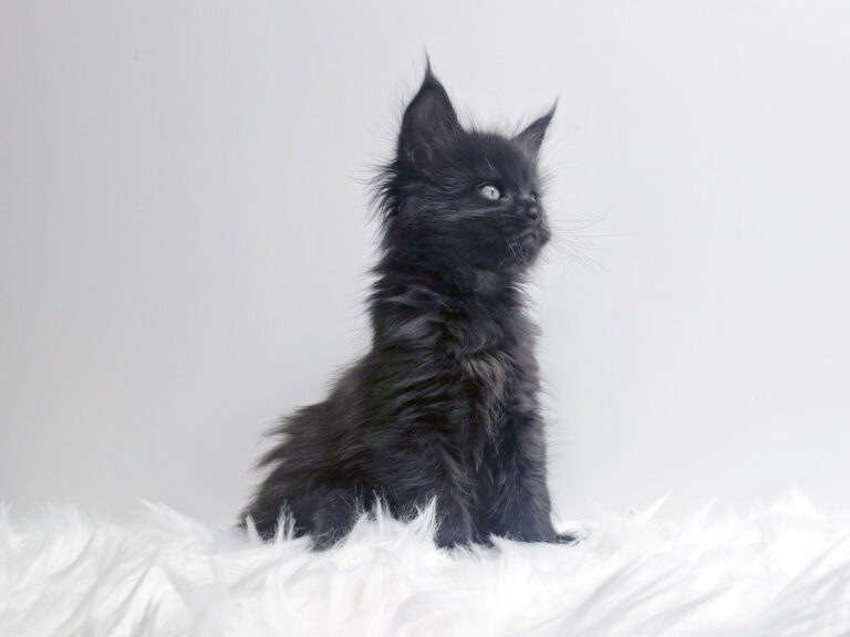 Nikomacoon's Tiberius - Chaton Maine Coon mâle black 1 mois - Nikomacoon's Cattery