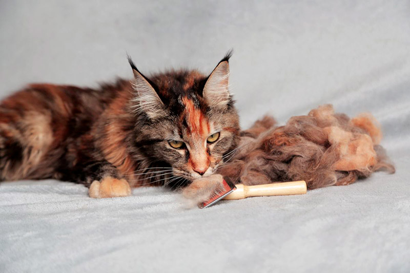 Boules de poils après le brossage du Maine Coon