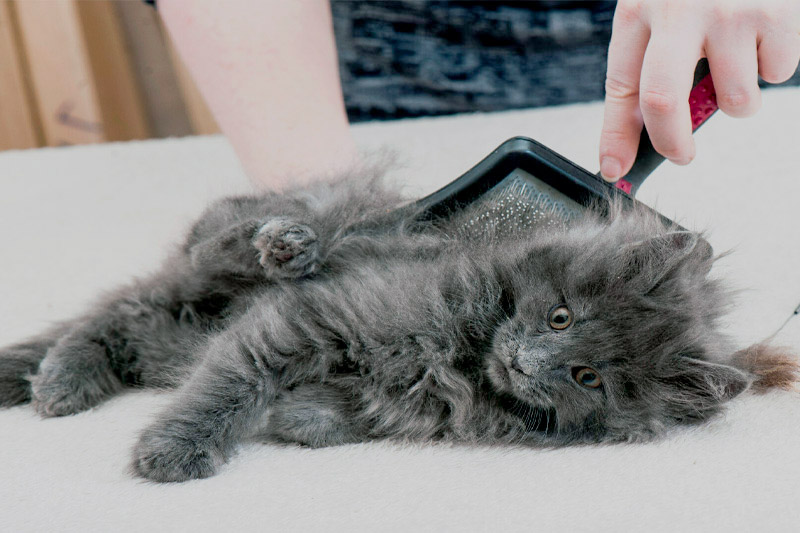 Brossage d'un chaton Maine Coon