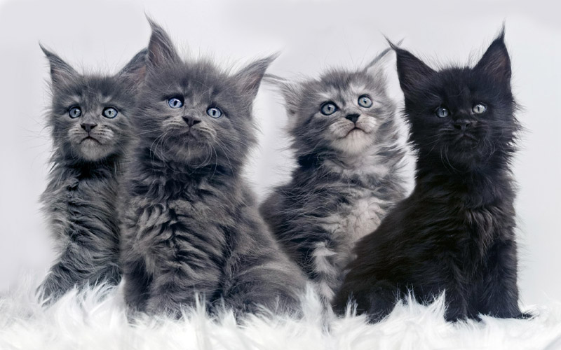 Chatons Maine Coon – portée Tchaikowsky – Nikomacoon’s Cattery Chatons Maine Coon - portée Tchaikowsky - Nikomacoon's Cattery