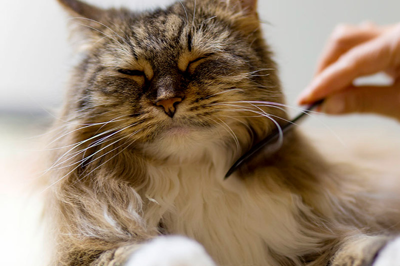 Peignage du Maine Coon