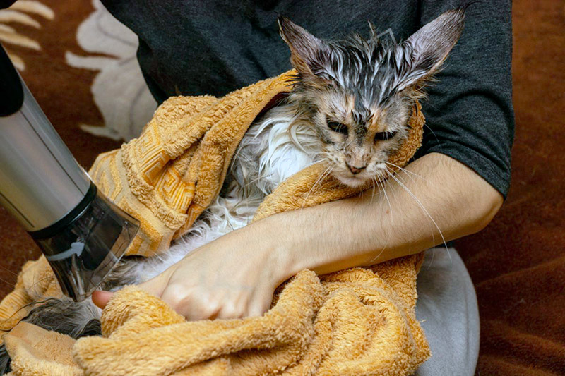 Séchage du Maine Coon après le bain