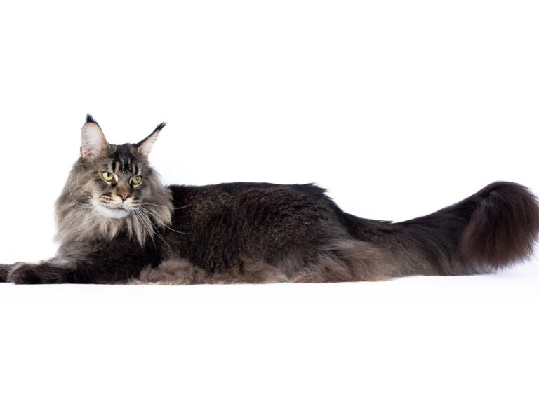 Nikomacoon's Remington - Maine Coon brown ticked tabby mâle - Nikomacoon's Cattery