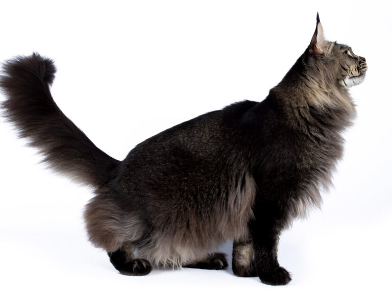 Nikomacoon's Remington - Maine Coon brown ticked tabby mâle - Nikomacoon's Cattery