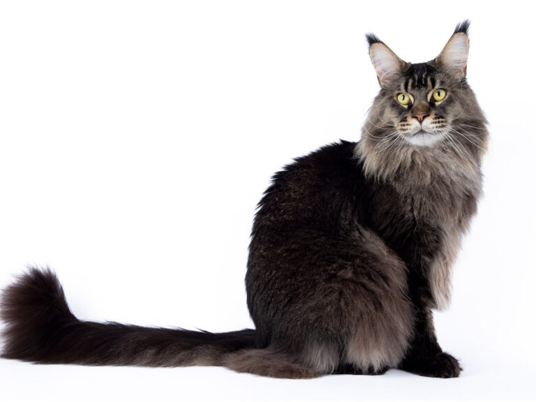 Nikomacoon's Remington - Maine Coon brown ticked tabby mâle - Nikomacoon's Cattery