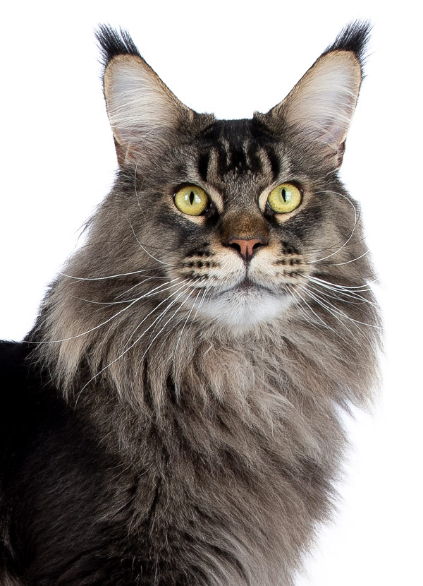 Nikomacoon's Remington - Maine Coon brown ticked tabby mâle - Nikomacoon's Cattery