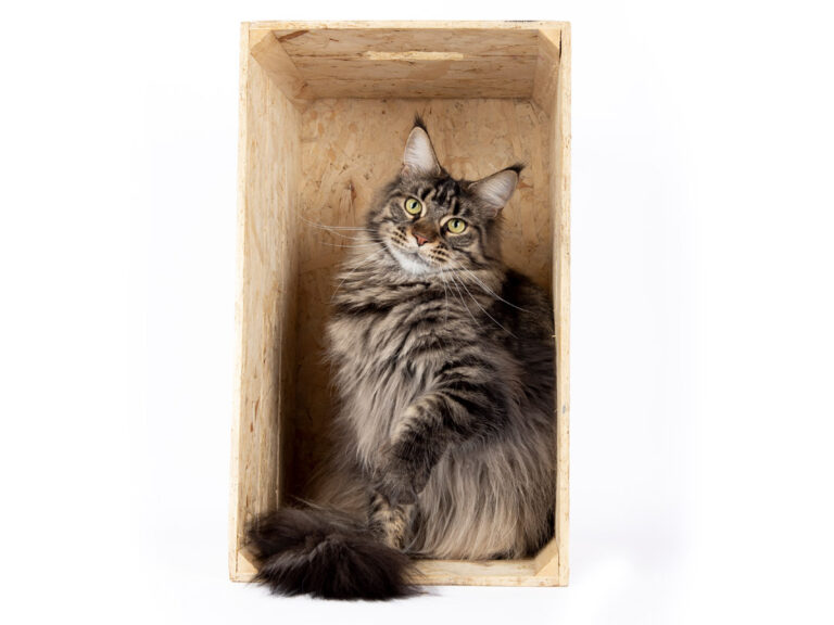 Nikomacoon's Roswell - Maine Coon femelle brown mackerel tabby - Nikomacoon's Cattery