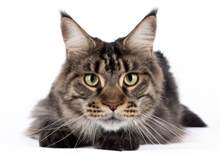 Nikomacoon's Roswell - Maine Coon femelle brown mackerel tabby - Nikomacoon's Cattery